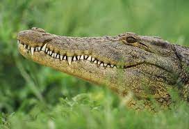 When crocodiles meet looms…. (it’s all in the teeth)